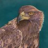 Eagle Coaster